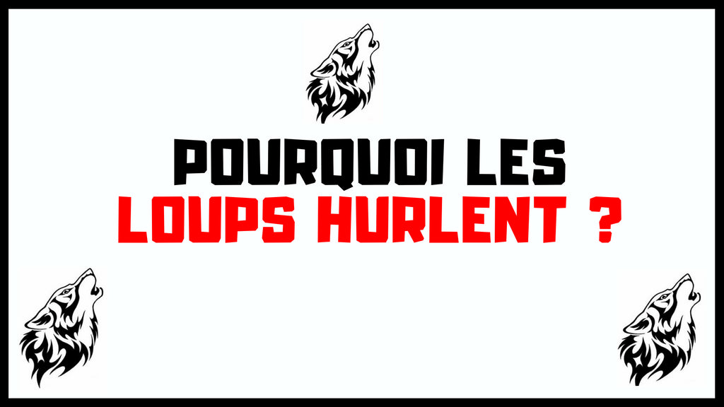 Pourquoi les Loups Hurlent-Ils ?